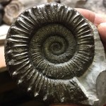 harrys_fossil_room