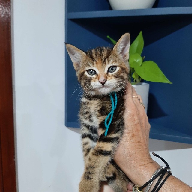 Bengal X Kitten - Female | Cats & Kittens | Gumtree Australia