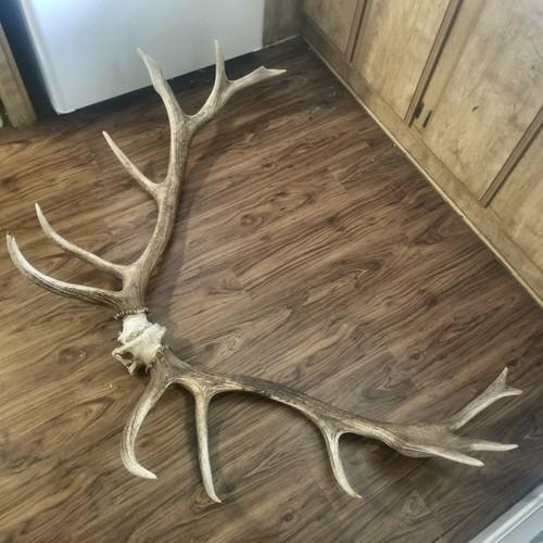 GIANT Heavy Elk Antler Shed Set Pair hunting TAXIDERMY Mount Log Cabin Decor