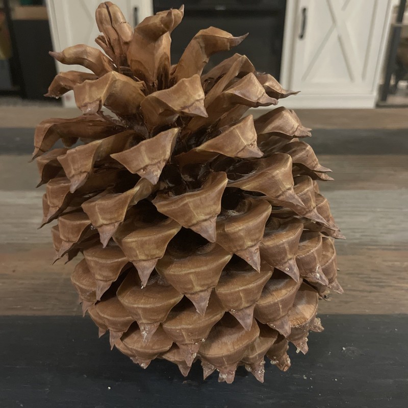 1 Real Very Large Gold Pine Cone Pinecone For Fall