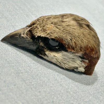 REAL SPARROW HEAD W/GLASS EYES natural dried bird taxidermy jewelry supplies