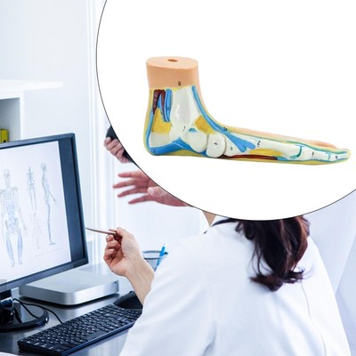 Anatomical Foot Model Human Foot Skeletal Model for Infirmary  Practice