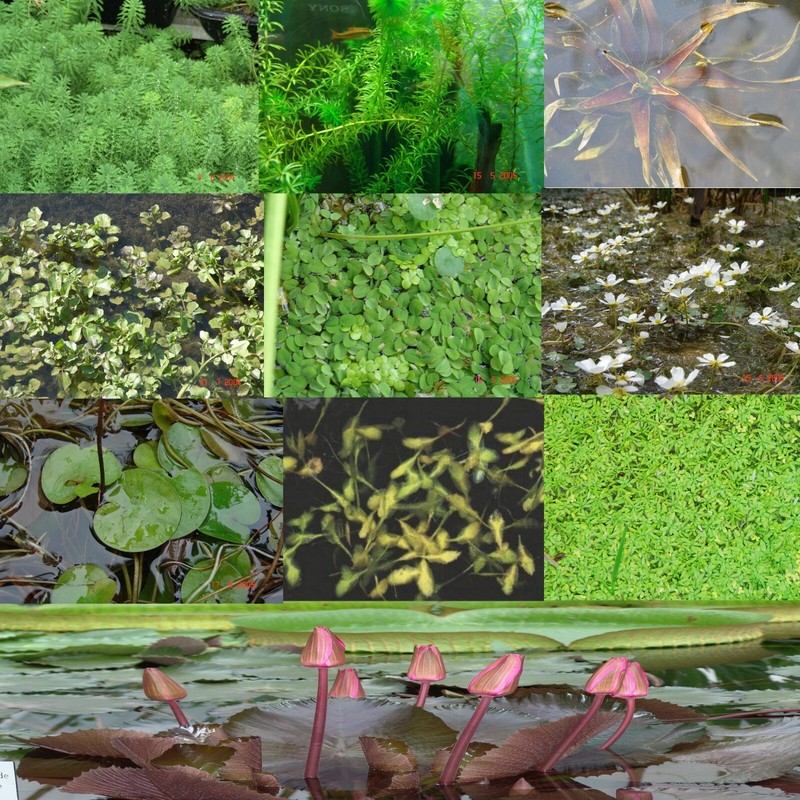 10 Pflanzen Miniteich  5 Verschiedenen + Rosa Zwergseerose