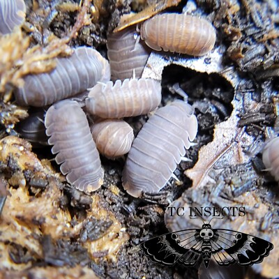 10ct Cubaris Sp. Borneo | Bioactive  Free Shipping Nationwide