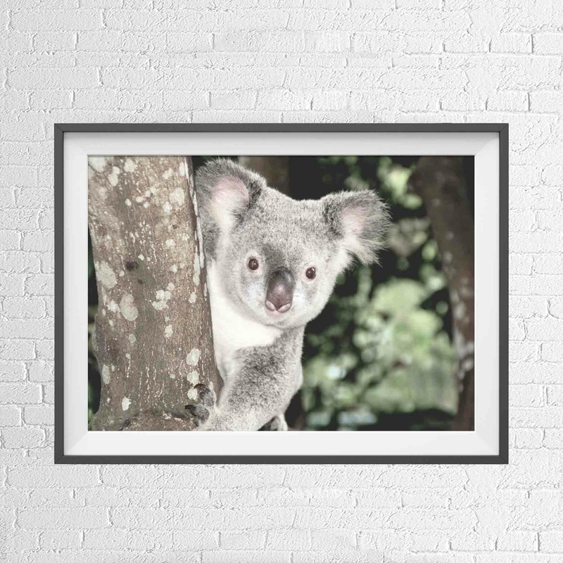 AUSTRALIAN NATIVE KOALA BEAR ANIMAL POSTER PICTURE PRINT Sizes A5