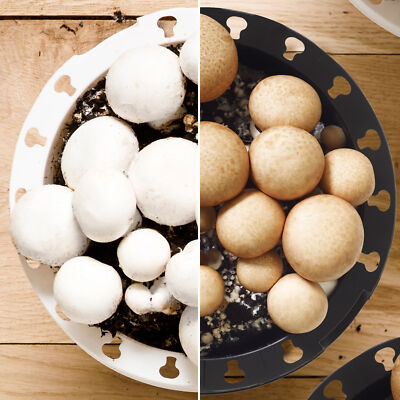 Mushroom Growing Kit | Grow Your Own White or Brown Mushrooms in Kitchen Garden