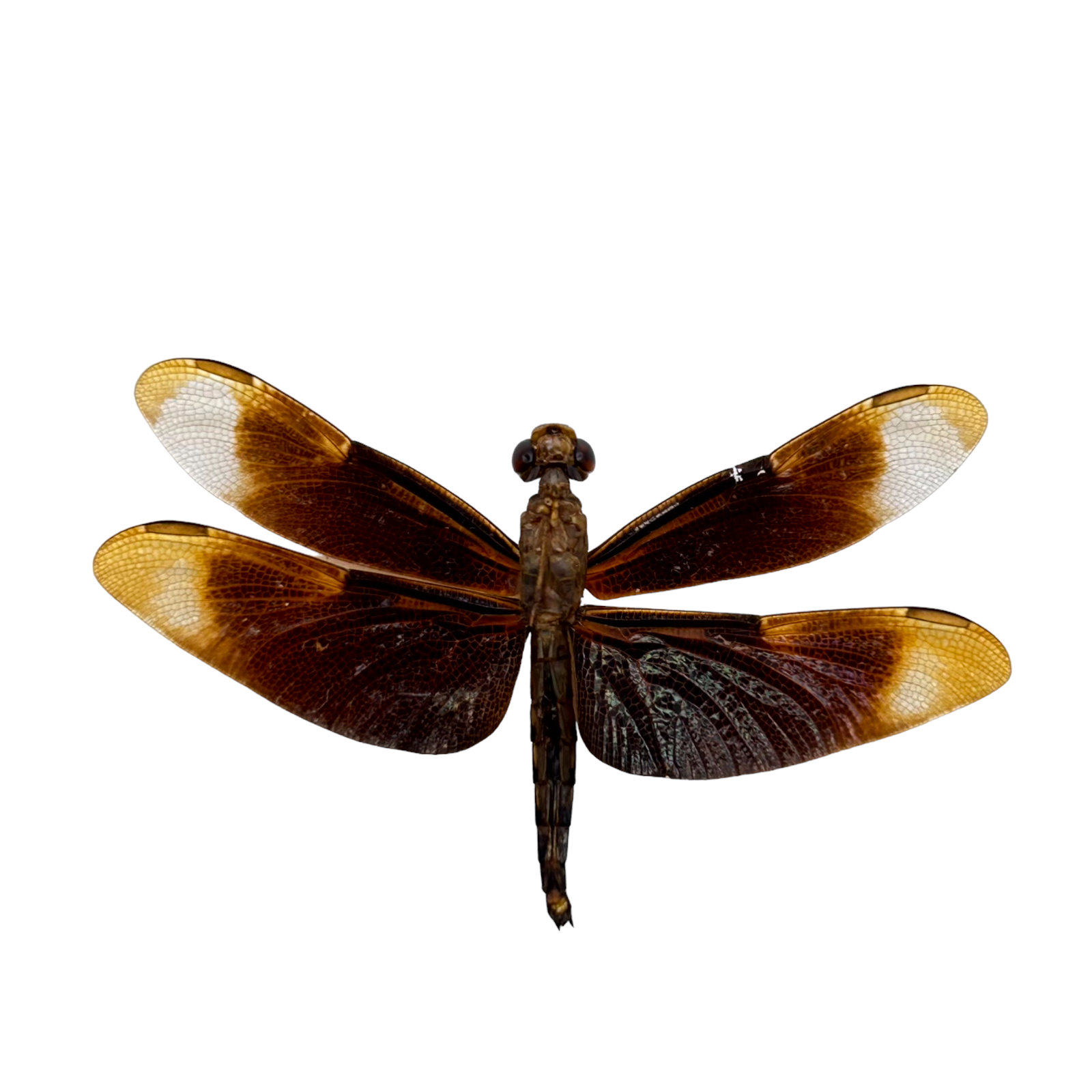 Fulvous Forest Skimmer Dragonfly (Neurothemis fulvia) (M) Specimen Entomology
