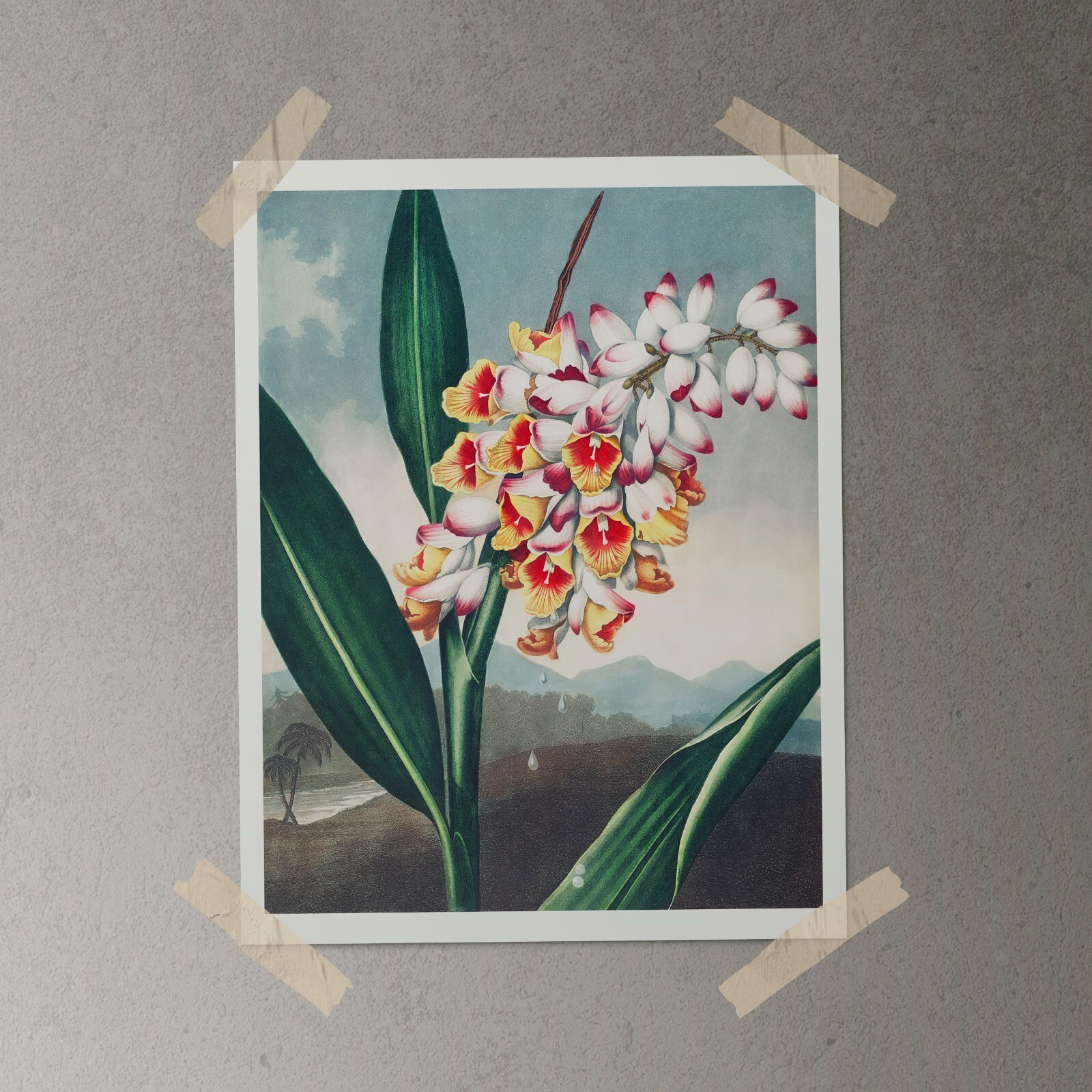 The Nodding Renealmia 1807 Temple of Flora Botanical Art Print - Wall Decor