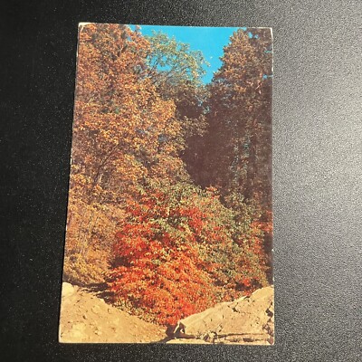 Dogwood And Oak Among The Pines Mountain Region Trees Fall Colors Postcard B19