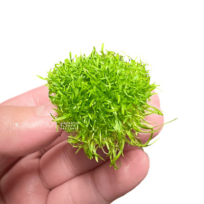 Utricularia Graminifolia | Aquarium Plants Factory 