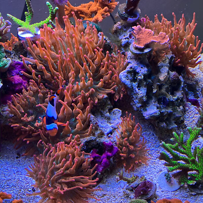 Rose Bubble-Tip Anemone RBTA - 2-4'' - Tank Raised and Beautiful Colors