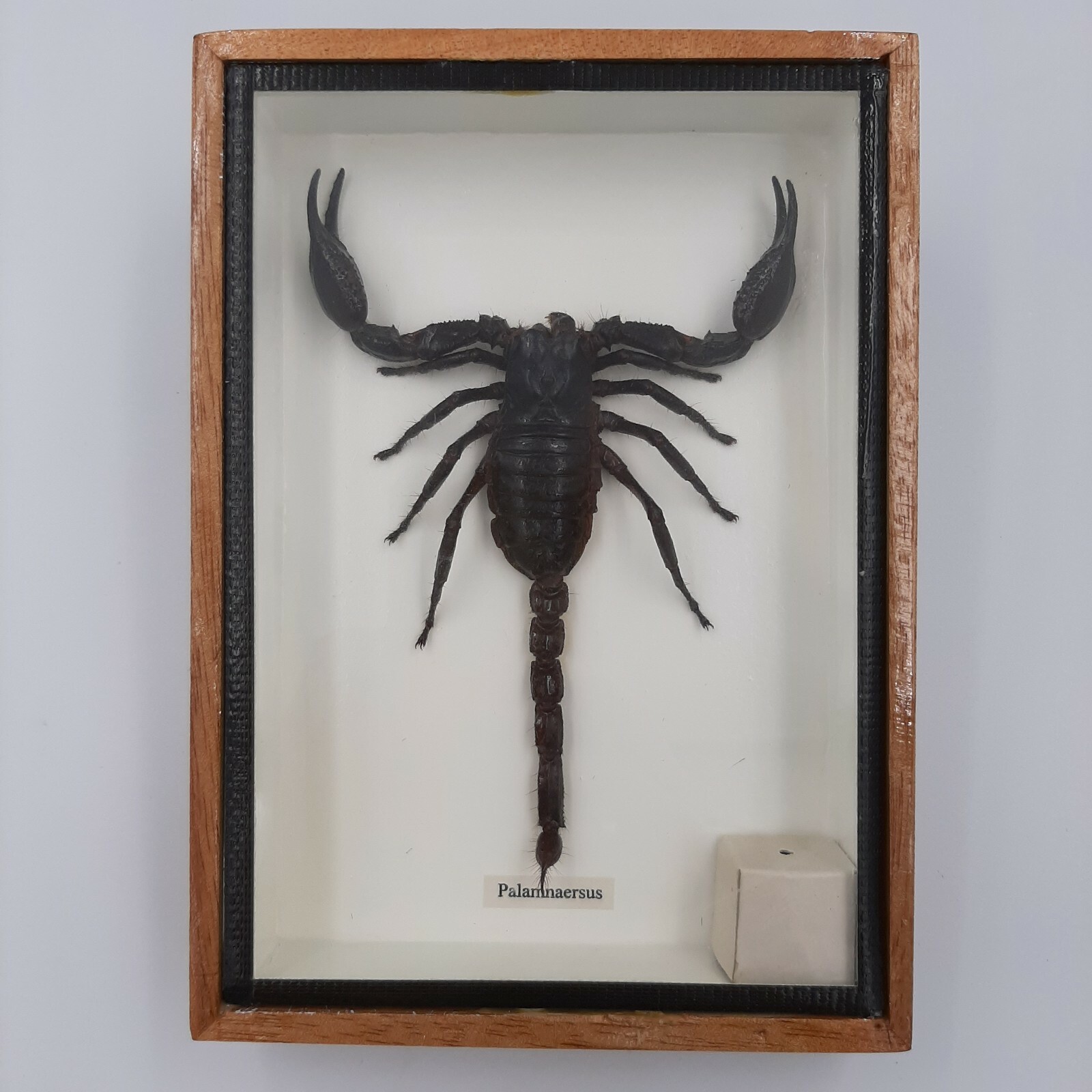 サソリ標本　scorpion　palaneus fulvipes s-l1200.jpg