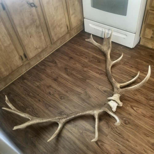 GIANT Heavy Elk Antler Shed Set Pair hunting TAXIDERMY Mount Log Cabin Decor