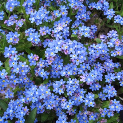 Flor Myosotis Blanco Brisa Forget Me Not Aprox 2 0 Semillas Rocosa Ebay