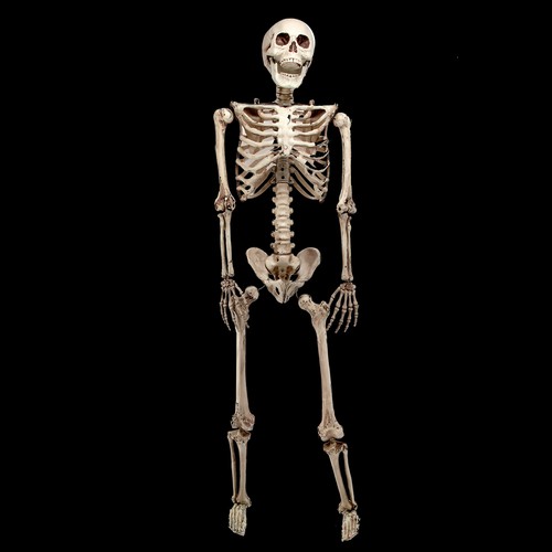 Halloween Party Skeleton 160cm Poseable Human Giant Life