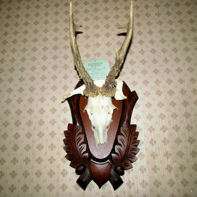 Clip Per Orecchie In Metallo GTK Per Corna Di Cervo - 5 Pezzi, Per Montaggio Trofei Da Caccia - Foto 9