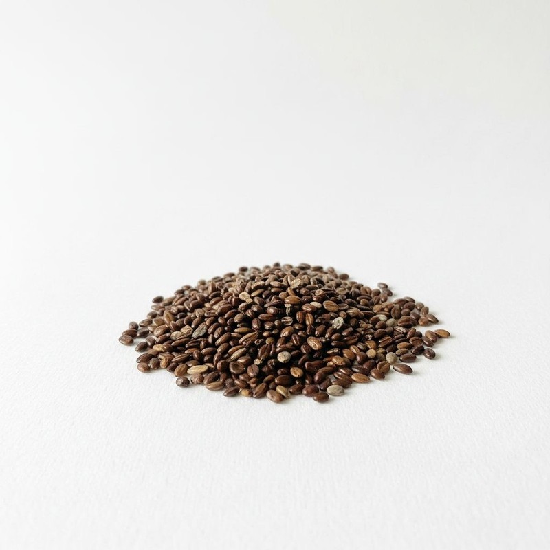 Russet Buffaloberry Seeds  (Shepherdia Canadensis)  Canada Buffaloberry