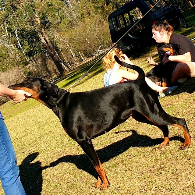 Protection Doberman For Sale | Dogs & Puppies | Northern Territory Australia