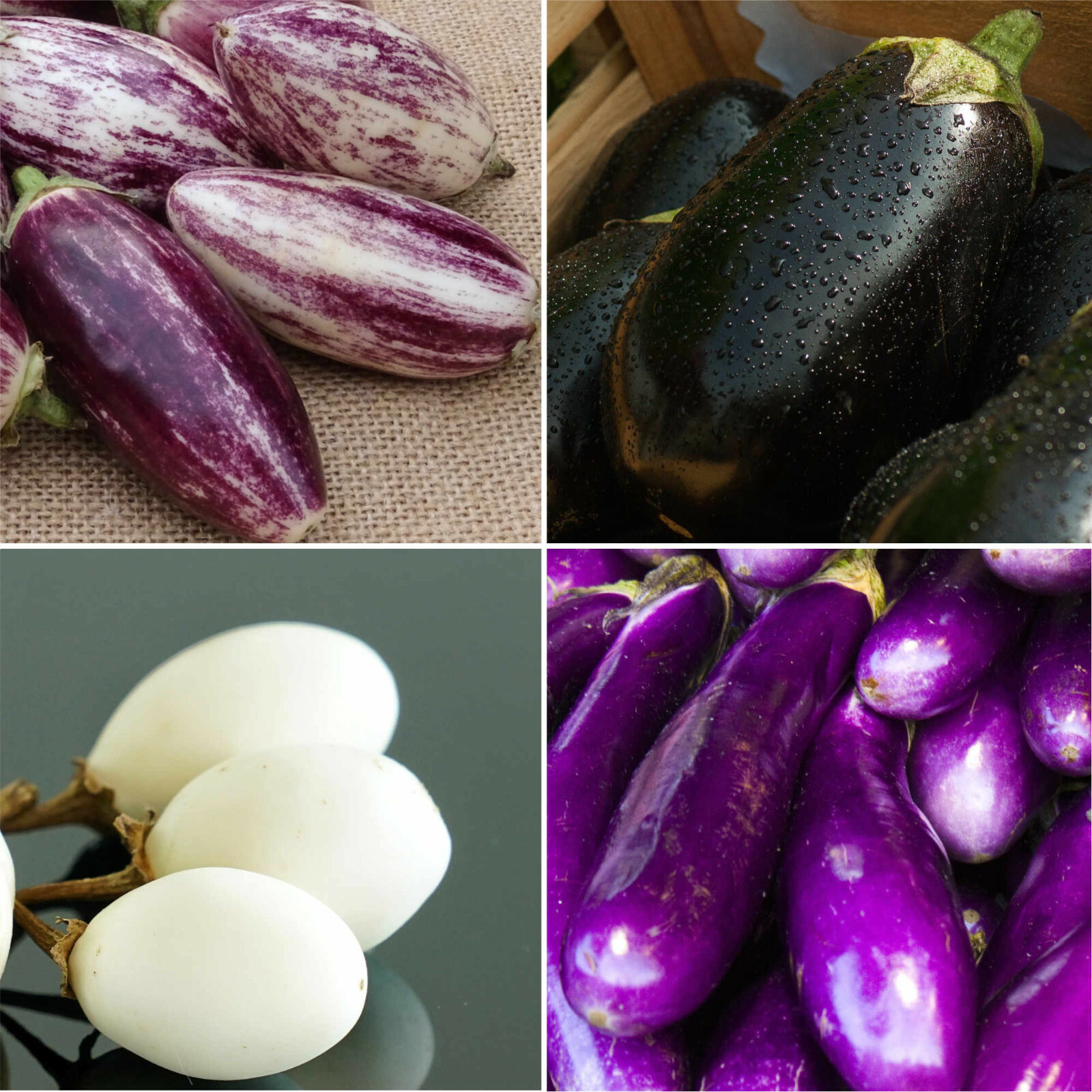 50 Samen AUBERGINEN MIX Schwarz Weiß Violett Gestreift Mischung Eierpflanze 