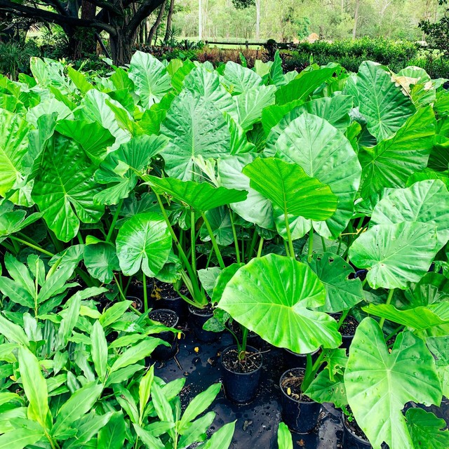 ALOCASIA | ELEPHANT EARS | ON SALE NOW IN THE NURSERY | Plants