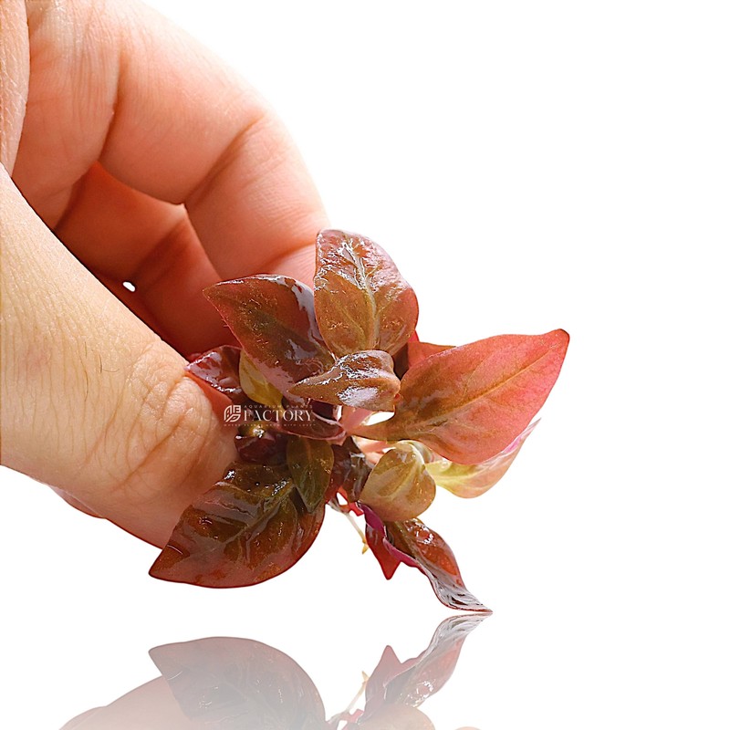 Alternanthera Reineckii Mini Bare-root Aquarium Plants Factory®