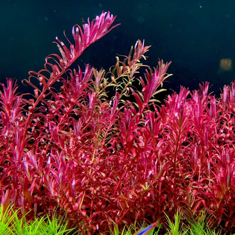 Rotala Blood Red Sg 5 Stems ( Buy 2 Get 1 Free )