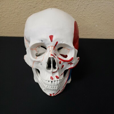 Vision Scientific VAL208 A Life-Size Human Skull Medical Grade New Free Shipping