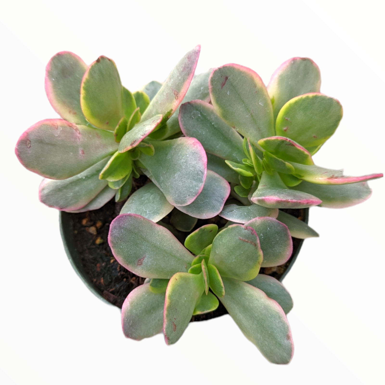 Crassula platyphylla f. variegata Succulent Plant | eBay