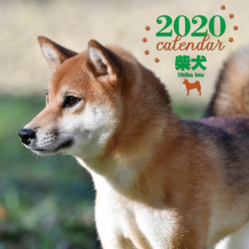 Details About 2020 Large Photo Calendar Shiba Inu Page 28 Japan Dog