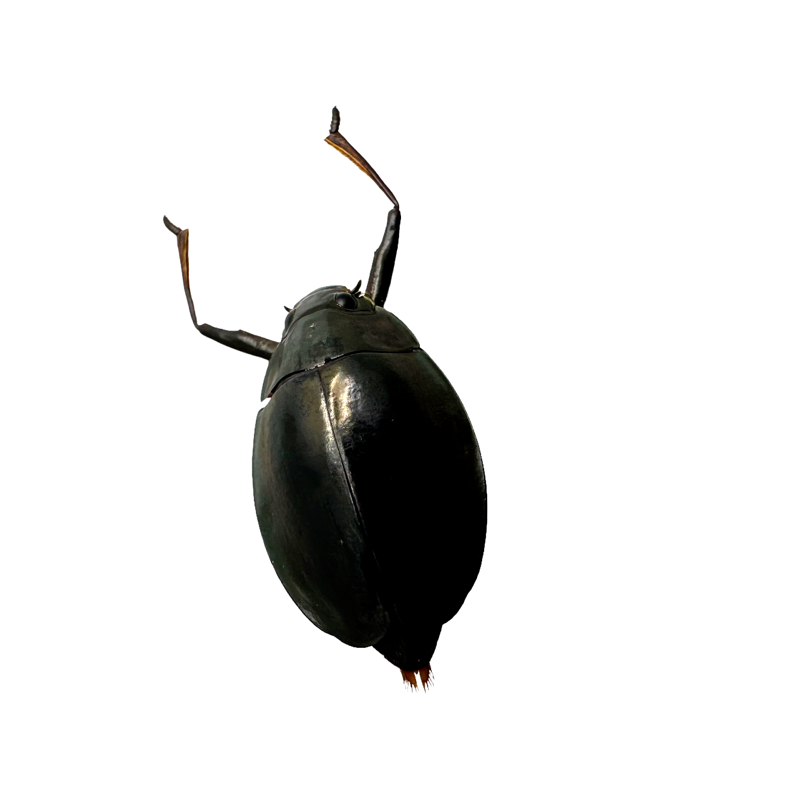 Whirlygig beetle (Dineutus politus) Insect Specimen Entomology Collector Curio