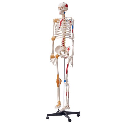VEVOR Human Skeleton Model Anatomical Skeleton Life Size with Muscle Points