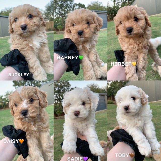 maltese terrier x poodle