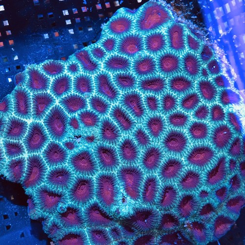 Australian Red&Green Christmas Favia Coral 4-5