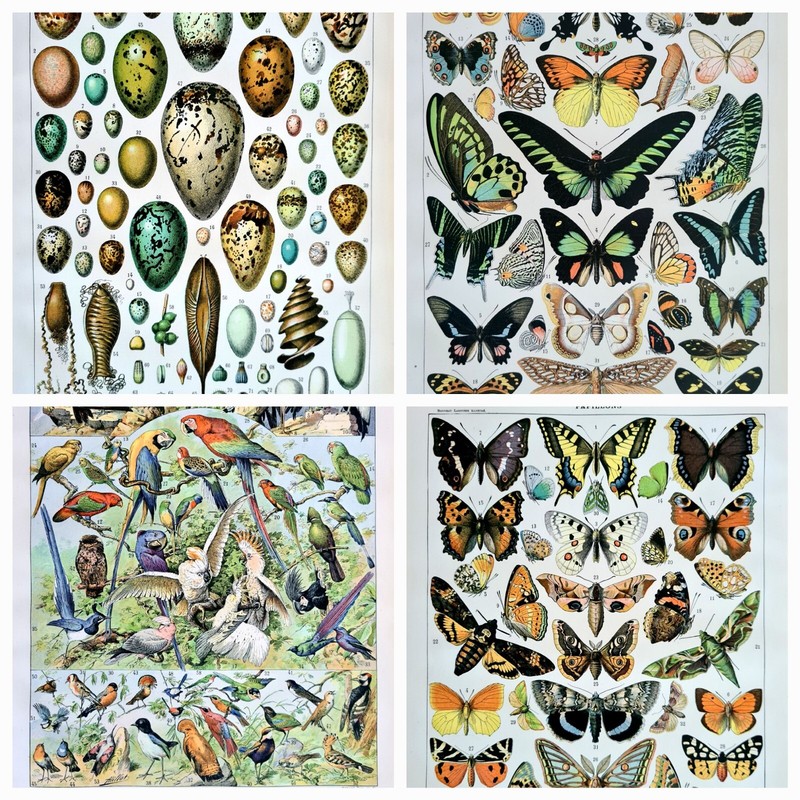 4 Planche Originale De 1897 Papillon Perroquet Parrot Butterfly French Art Print