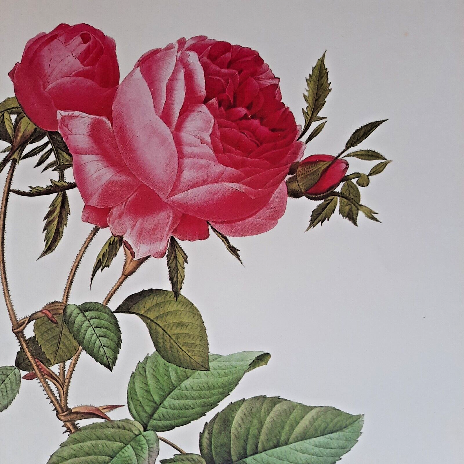 Pierre Joseph Redoute Botanical Flowers ROSA DE CENTIFOLIA