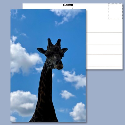   Unique 4x6 Giraffe & Blue Sky Postcard - Dye Sublimation Photograph  