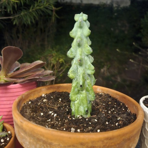 RARE Myrtillocactus geometrizans -fukurokuryuzinboku