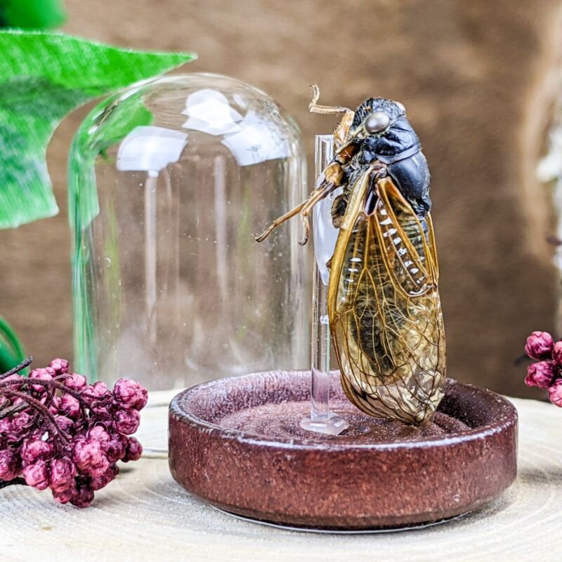 P58b Cicada Glass Dome Display Taxidermy entomology insect bug locust specimen