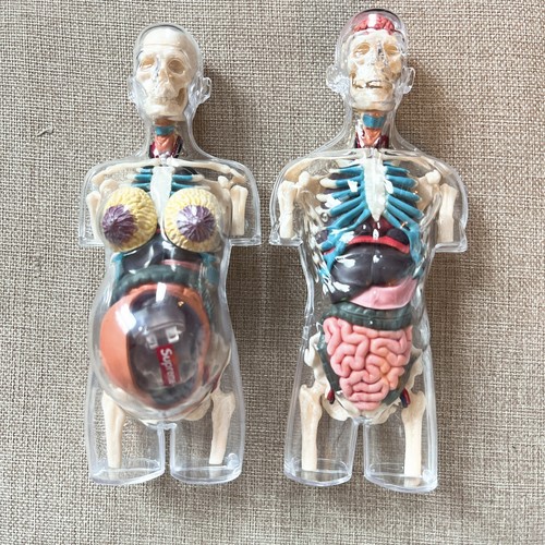 ☆Pre owned☆ Supreme Male& Female Transparent Torso Anatomy ☆Pre owned☆ Supreme Male& Female Transparent Torso Anatomy