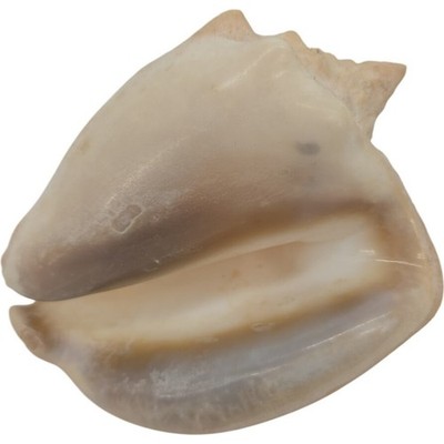 Real Collectible Seashell Conch Strombus Alatus Sea Snail
