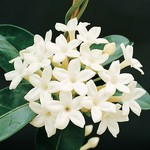 stephanotis96