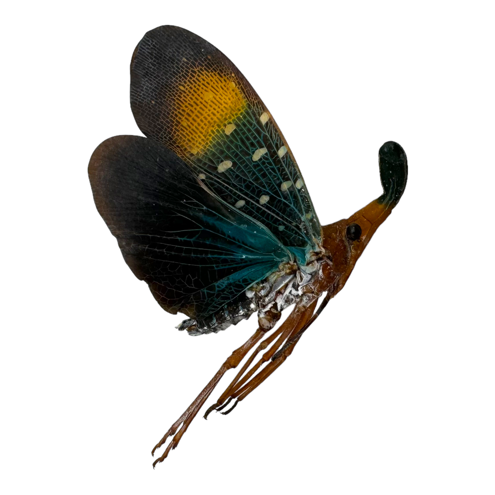 Lanterfly (Pyrops gunjii) Insect Entomology Collector Specimen