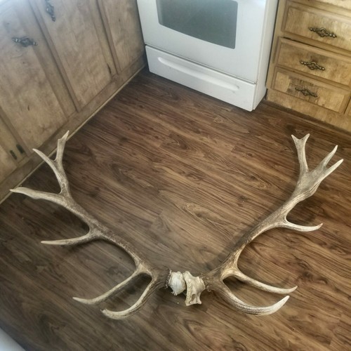 GIANT Heavy Elk Antler Shed Set Pair hunting TAXIDERMY Mount Log Cabin Decor