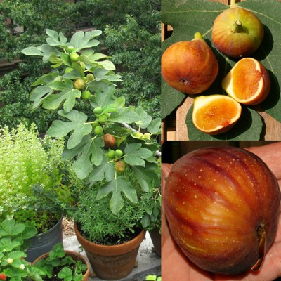  RARE French Fig tree 'Madeleine des deux saisons'  indoor or outdoor!  seeds.