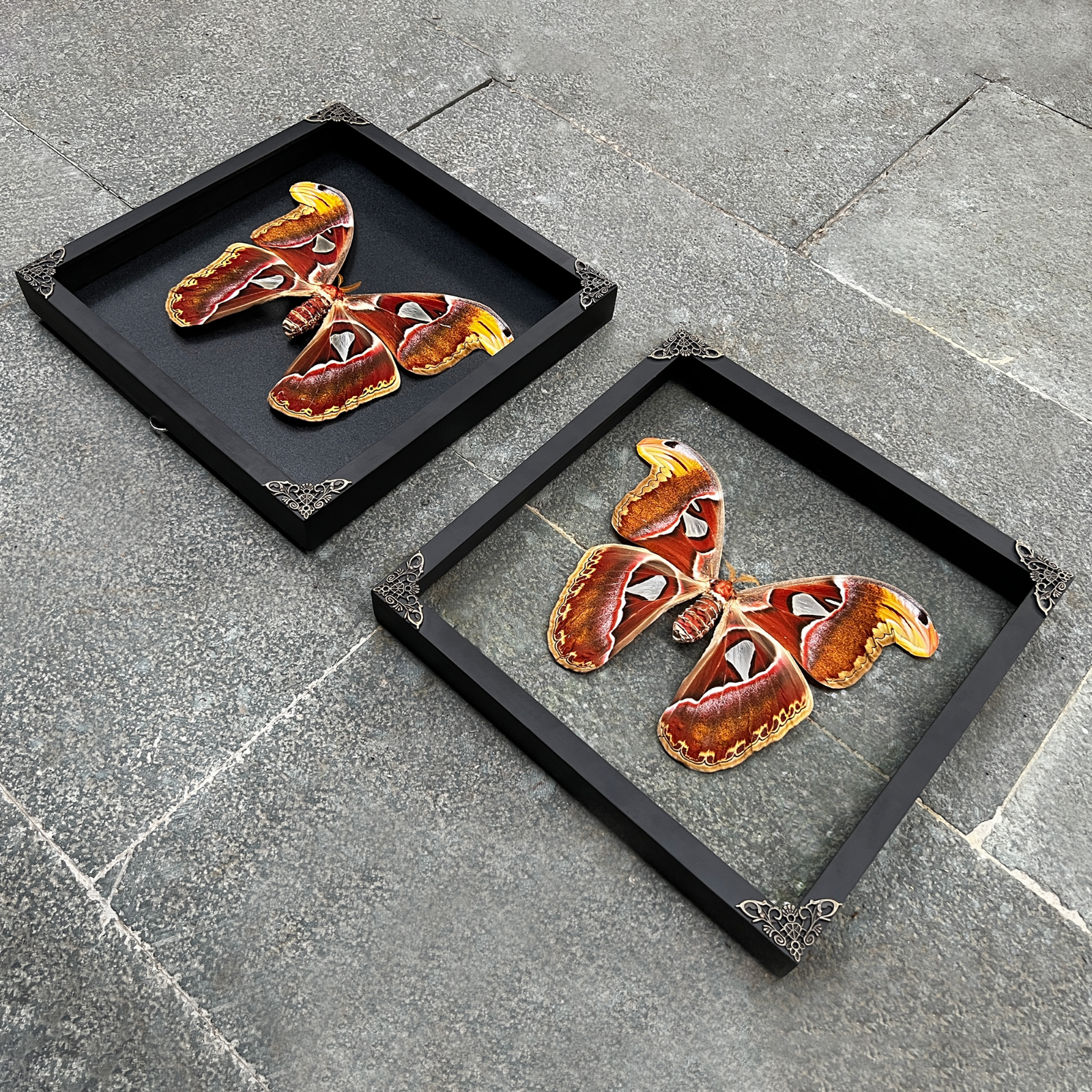 Entomology Decor Real Atlas Moth Framed Real Butterfly Taxidermy Art Decor