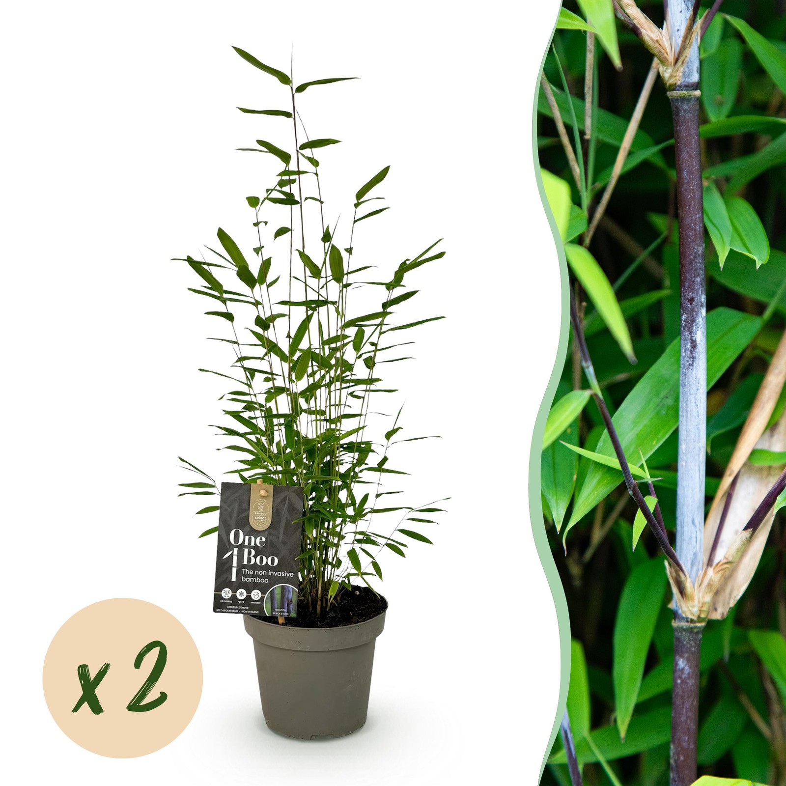papyrus plant indoor Papyrus Plant - Live Plant in a 4 Inch Pot - Cyperus Papyrus
