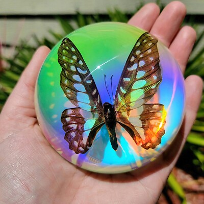 Iridescent Common Jay Butterfly Rainbow Dome, Graphium chironides