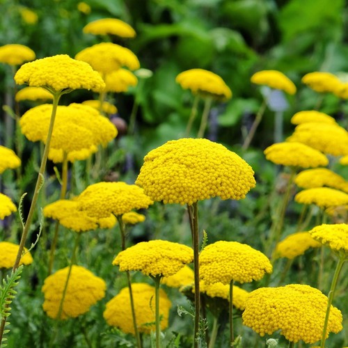 1000+ Gold Yarrow Seeds (Achillea filipendulina)  Non-GMO  Pollinators US
