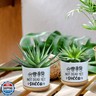 AKAQCHANG Not Dead Yet Succa,3.5 inch Ceramic Succulent Cactus Planter Pots,with Drainage Hole,Funny Planters for Indoor Plants,Home Office Pot Decor,for Women Mom Plant Lovers(Plant Not Included)