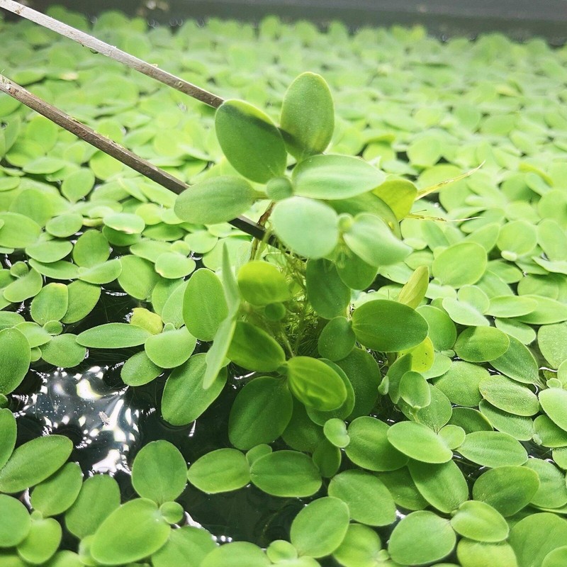40+Leaf Dwarf Water Lecttuce Free Floating Aquarium Plant Buy 2